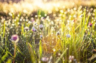 太陽の光を浴びている草の画像.jpg